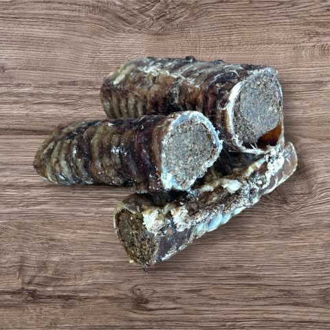 filled trachea